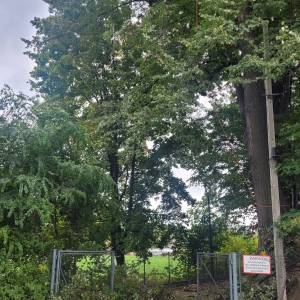 Rewitalizacja drzewostanu w parku w Łodygowicach